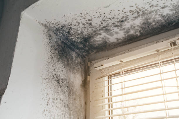 Mold Remediation service in Jacksonville, Jacksonville, IL